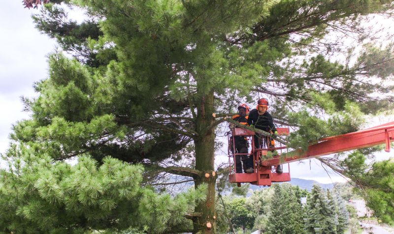 Arborist Tree Service detail